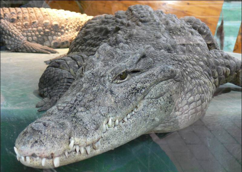 Нильский крокодил 