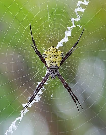 Гавайский паук-кругопряд, или гавайская аргиопа