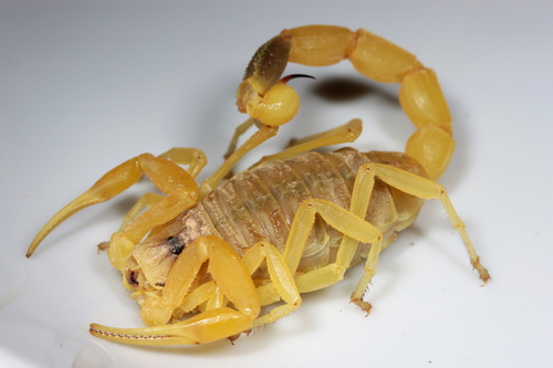Желтый израильский скорпион
