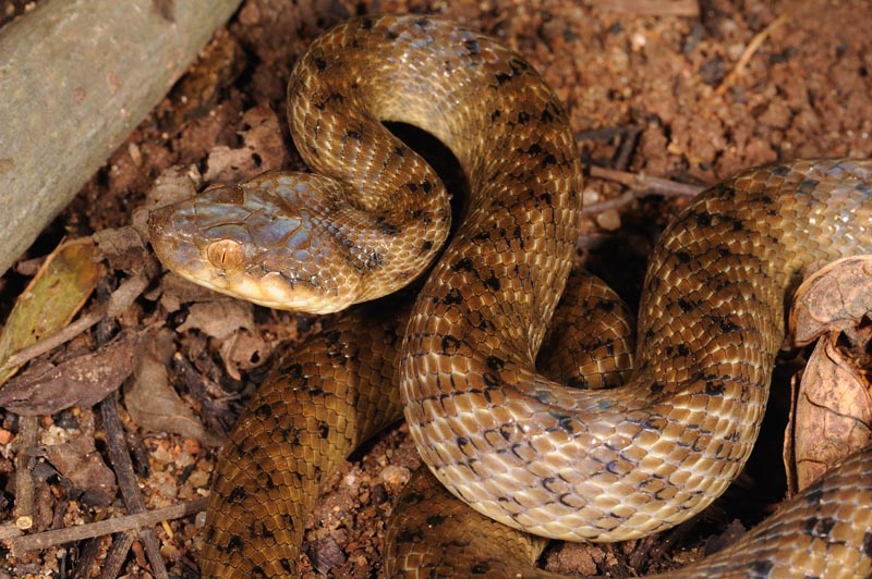 Malagasy Cat-eyed Snake