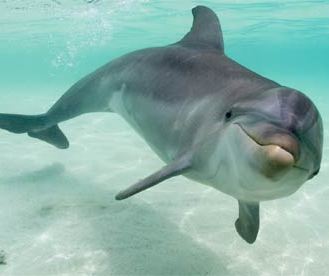 Афалина, или большой дельфин 
