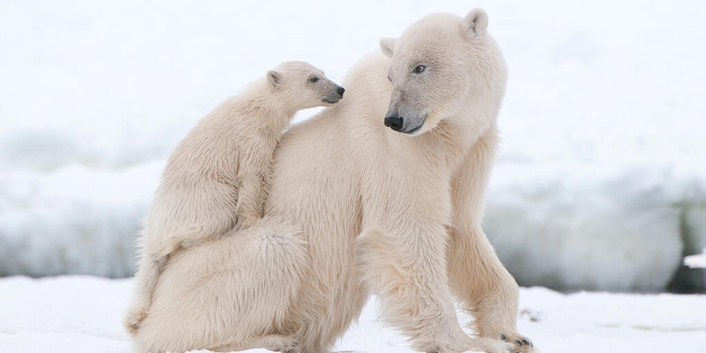 Белый медведь, или полярный медведь