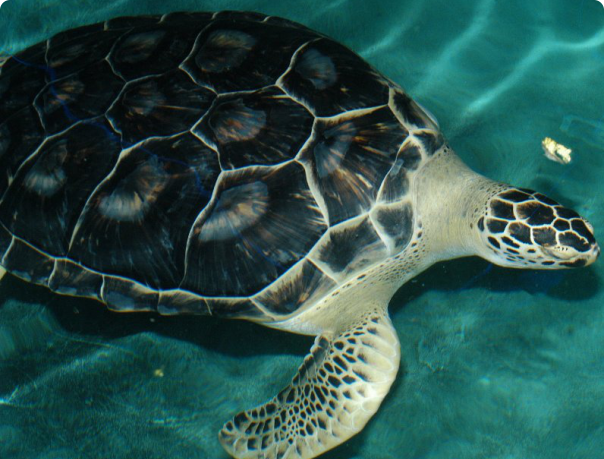 Зелёная черепаха, или зелёная морская черепаха, или суповая черепаха
