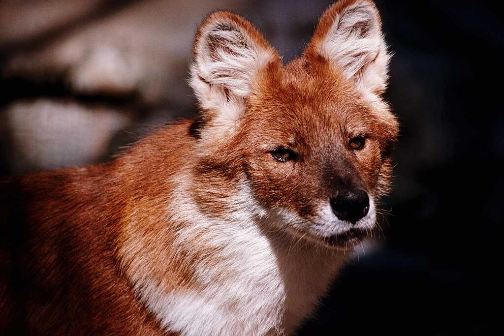 Красный волк, или горный волк (Cuon alpinus)