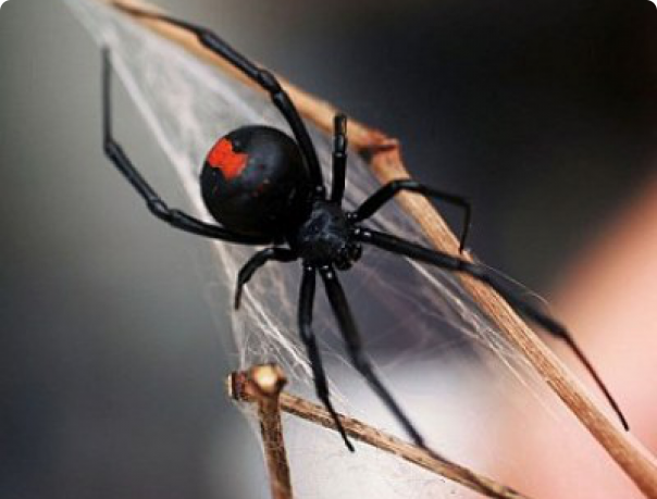 Красноспинный паук, или черная вдова