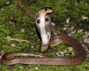 Очковая змея или индийская кобра 