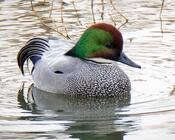 Falcated duck, or falcated teal