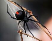 Красноспинный паук, или черная вдова