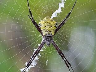 Гавайский паук-кругопряд, или гавайская аргиопа